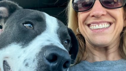 Illustration : Inconsolable apr&egrave;s la perte brutale de son Golden Retriever, cette famille retrouve le sourire gr&acirc;ce &agrave; un chien maltrait&eacute;