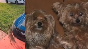 Illustration : Une promenade matinale vire au cauchemar quand un pr&eacute;dateur attaque un Yorkshire, sauv&eacute; in extremis par des voisins h&eacute;ro&iuml;ques