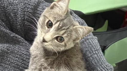 Illustration : Aid&eacute;e par la police qui fige le trafic, une femme traverse 3 voies d'une autoroute tr&egrave;s fr&eacute;quent&eacute;e pour sauver un chaton pi&eacute;g&eacute; sur la voie du milieu