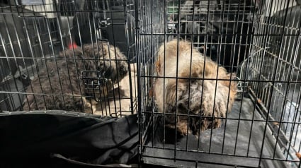 Illustration : &laquo; Ils &eacute;taient presque m&eacute;connaissables &raquo; : plus d&rsquo;une douzaine de chiens de race retrouv&eacute;s livr&eacute;s &agrave; eux-m&ecirc;mes au bord d&rsquo;une route 