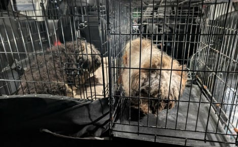 « Ils étaient presque méconnaissables » : plus d’une douzaine de chiens de race retrouvés livrés à eux-mêmes au bord d’une route 