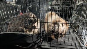 Illustration : « Ils étaient presque méconnaissables » : plus d’une douzaine de chiens de race retrouvés livrés à eux-mêmes au bord d’une route 