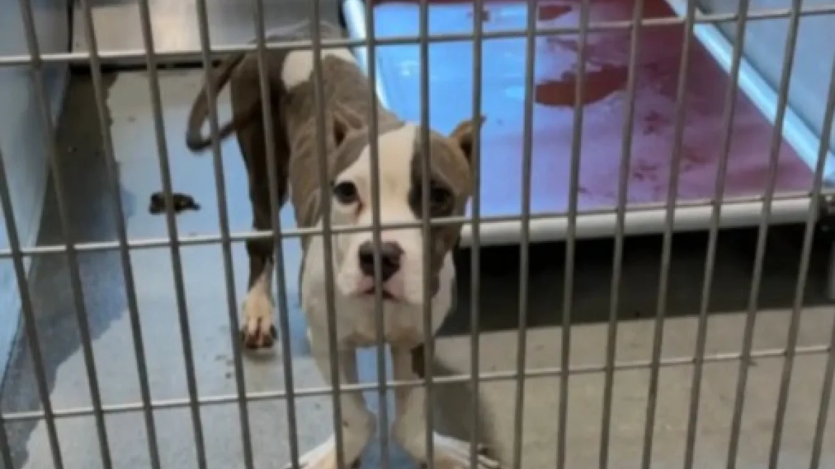 Illustration : "Retrouvé grâce à sa puce, son propriétaire refuse de le reprendre et abandonne une nouvelle fois son chiot aux pattes déformées"