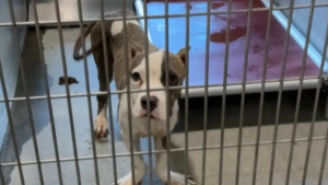 Illustration : Retrouvé grâce à sa puce, son propriétaire refuse de le reprendre et abandonne une nouvelle fois son chiot aux pattes déformées