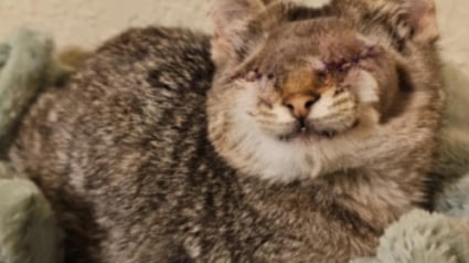 Illustration : Jug&eacute; &laquo; bizarre &raquo; et rejet&eacute; par les visiteurs du refuge, un chat aveugle s'accroche avec espoir &agrave; une femme venue adopter un autre animal (vid&eacute;o)