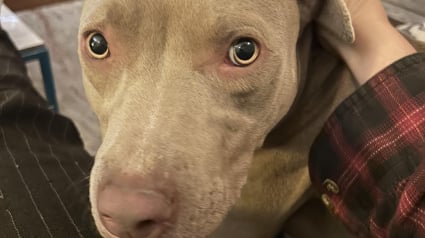 Illustration : Une femme se rend &agrave; un premier rendez-vous galant et se retrouve avec un chien abandonn&eacute; 