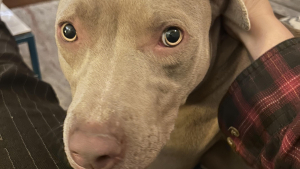 Illustration : "Une femme se rend à un premier rendez-vous galant et se retrouve avec un chien abandonné "