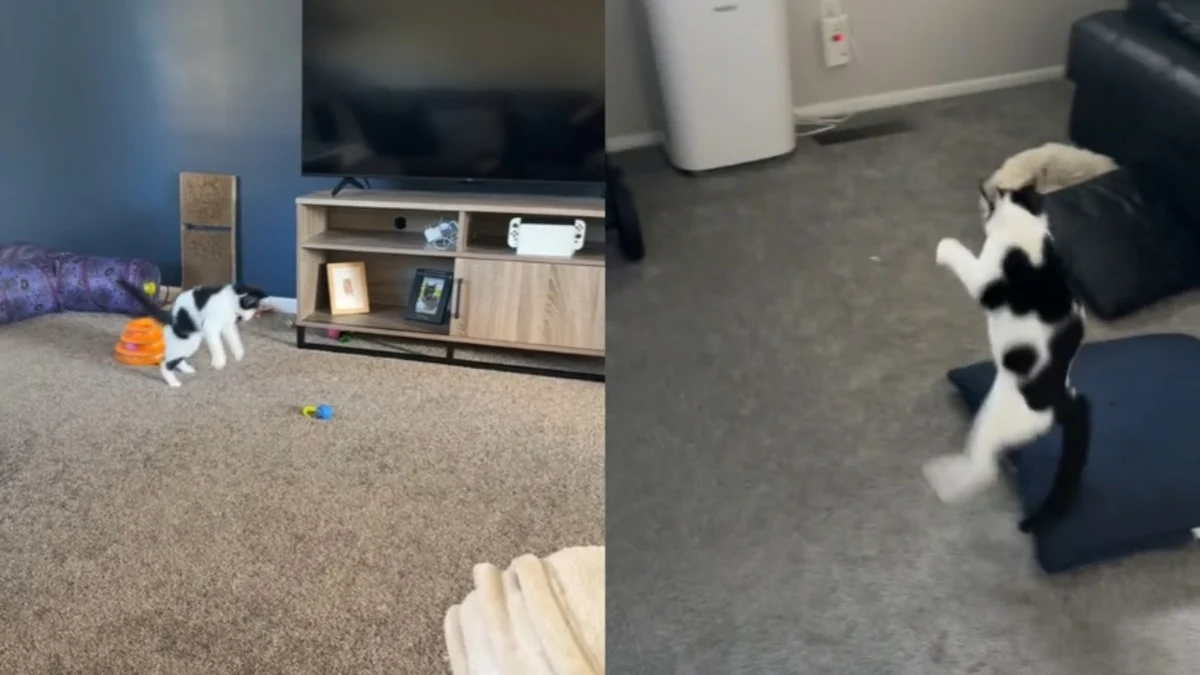 Illustration : "« Le jouet préféré de Louis est l’air », depuis qu'il a appris à sauter, ce chat aveugle enchaîne les bonds avec joie (vidéo)"