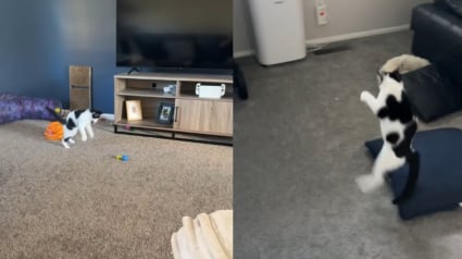 Illustration : &laquo; Le jouet pr&eacute;f&eacute;r&eacute; de Louis est l&rsquo;air &raquo;, depuis qu'il a appris &agrave; sauter, ce chat aveugle encha&icirc;ne les bonds avec joie (vid&eacute;o)