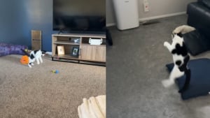 Illustration : « Le jouet préféré de Louis est l’air », depuis qu'il a appris à sauter, ce chat aveugle enchaîne les bonds avec joie (vidéo)