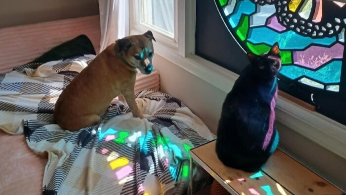 Illustration : "15 adorables photos de chiens ou de chats partagées par des amoureux de leurs compagnons"