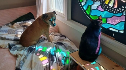 Illustration : 15 adorables photos de chiens ou de chats partag&eacute;es par des amoureux de leurs compagnons