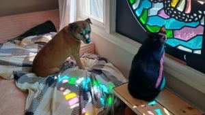 Illustration : 15 adorables photos de chiens ou de chats partag&eacute;es par des amoureux de leurs compagnons