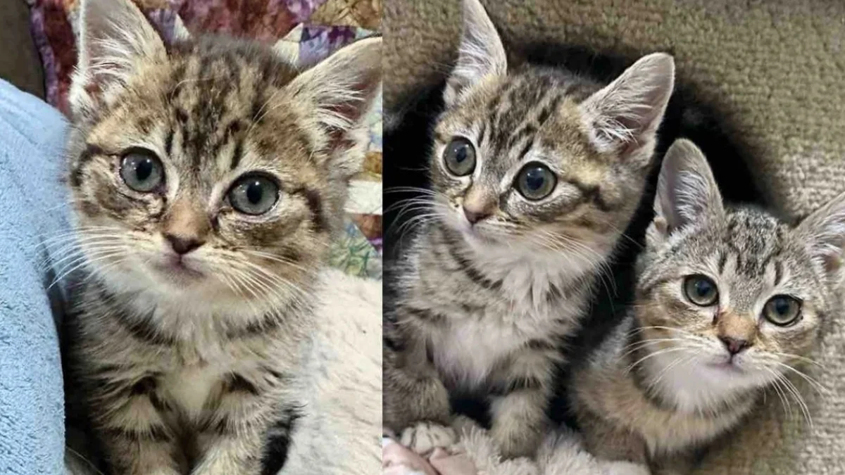 Illustration : "Cette chatonne touchée par des problèmes d’alimentation et en recherche permanente d’affection se sent soulagée lorsqu’elle fait la connaissance de sa sœur"