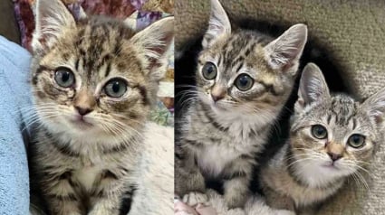 Illustration : Cette chatonne touch&eacute;e par des probl&egrave;mes d&rsquo;alimentation et en recherche permanente d&rsquo;affection se sent soulag&eacute;e lorsqu&rsquo;elle fait la connaissance de sa s&oelig;ur