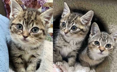 Cette chatonne touchée par des problèmes d’alimentation et en recherche permanente d’affection se sent soulagée lorsqu’elle fait la connaissance de sa sœur