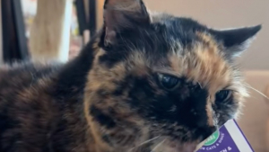 Illustration : Un couple adopte 2 vieux chats délaissés au refuge et partage son expérience pour inspirer les futurs adoptants (vidéo)