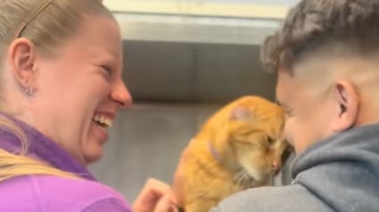 Illustration : Apr&egrave;s un retour douloureux au refuge, ces 2 chats d&eacute;couvrent la nouvelle chance qui se pr&eacute;sente &agrave; eux (vid&eacute;o)