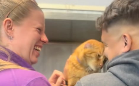 Après un retour douloureux au refuge, ces 2 chats découvrent la nouvelle chance qui se présente à eux (vidéo)