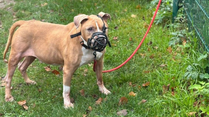 Illustration : Les b&eacute;n&eacute;voles d'un refuge se disent &eacute;coeur&eacute;s apr&egrave;s l'abandon d'un chien par son ma&icirc;tre l'ayant attach&eacute; au portail de l'&eacute;tablissement