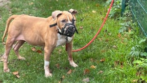 Illustration : Les b&eacute;n&eacute;voles d'un refuge se disent &eacute;coeur&eacute;s apr&egrave;s l'abandon d'un chien par son ma&icirc;tre l'ayant attach&eacute; au portail de l'&eacute;tablissement