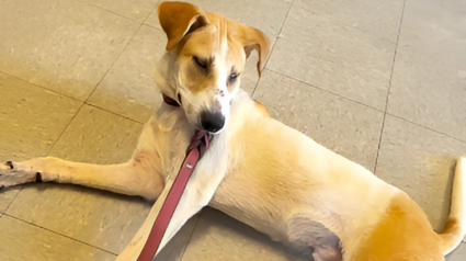 Illustration : Abandonn&eacute; car aveugle, ce chien attend l'hypoth&eacute;tique retour de sa famille jusqu'&agrave; l'intervention d'une association