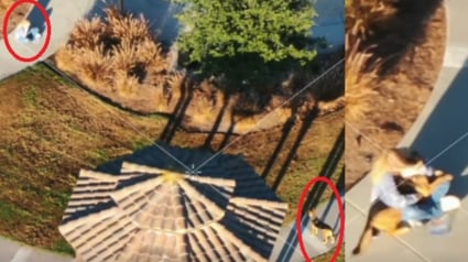 Illustration : Inqui&egrave;te pour sa chienne en fugue et p&eacute;trie de panique, une femme place ses ultimes espoirs entre les mains d'un t&eacute;l&eacute;pilote de drone (vid&eacute;o)