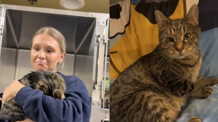 Illustration : "Tout ce qu'elle veut, c'est dispara&icirc;tre et retrouver son ancienne vie", une chatte bris&eacute;e par son retour au refuge renoue avec le bonheur au bout de quelques jours