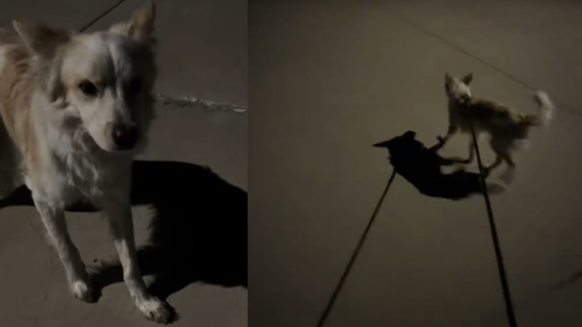 Illustration : "Lors d'une balade nocturne, un bon samaritain rencontre un chien apeuré et décide de gagner sa confiance"