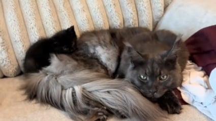 Illustration : Habitué à garder ses distances avec les autres, ce Maine Coon au caractère bien trempé surprend toute sa famille en prenant un chaton sous son aile (vidéo)