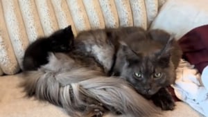 Illustration : Habitué à garder ses distances avec les autres, ce Maine Coon au caractère bien trempé surprend toute sa famille en prenant un chaton sous son aile (vidéo)