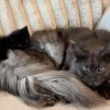 Illustration : Habitué à garder ses distances avec les autres, ce Maine Coon au caractère bien trempé surprend toute sa famille en prenant un chaton sous son aile (vidéo)