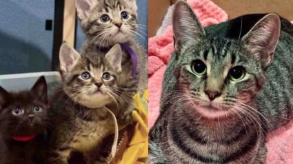 Illustration : Avec l'aide d'une femme au grand coeur, une chatte gestante trouve un abri à temps pour mettre au monde ses 5 chatons