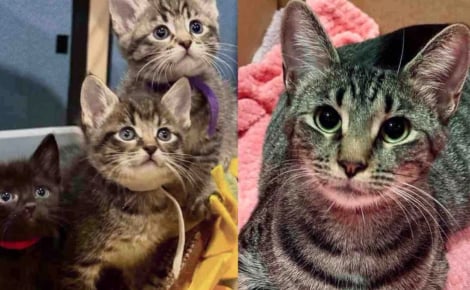 Avec l'aide d'une femme au grand coeur, une chatte gestante trouve un abri à temps pour mettre au monde ses 5 chatons