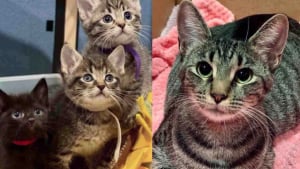 Illustration : Avec l'aide d'une femme au grand coeur, une chatte gestante trouve un abri à temps pour mettre au monde ses 5 chatons