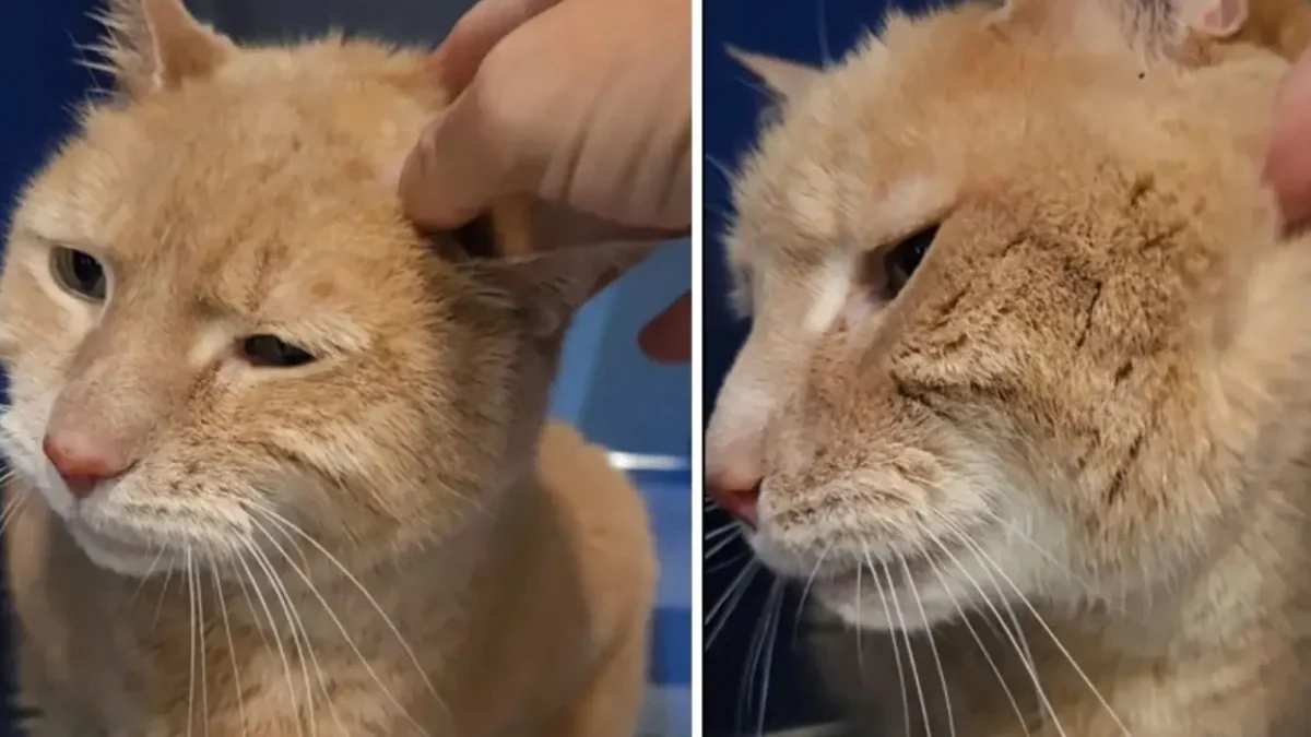 Illustration : "Arrivé au refuge à l’âge de 14 ans après le déménagement de sa famille, ce chat espère vivre des jours meilleurs"