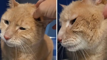 Illustration : Arrivé au refuge à l’âge de 14 ans après le déménagement de sa famille, ce chat espère vivre des jours meilleurs