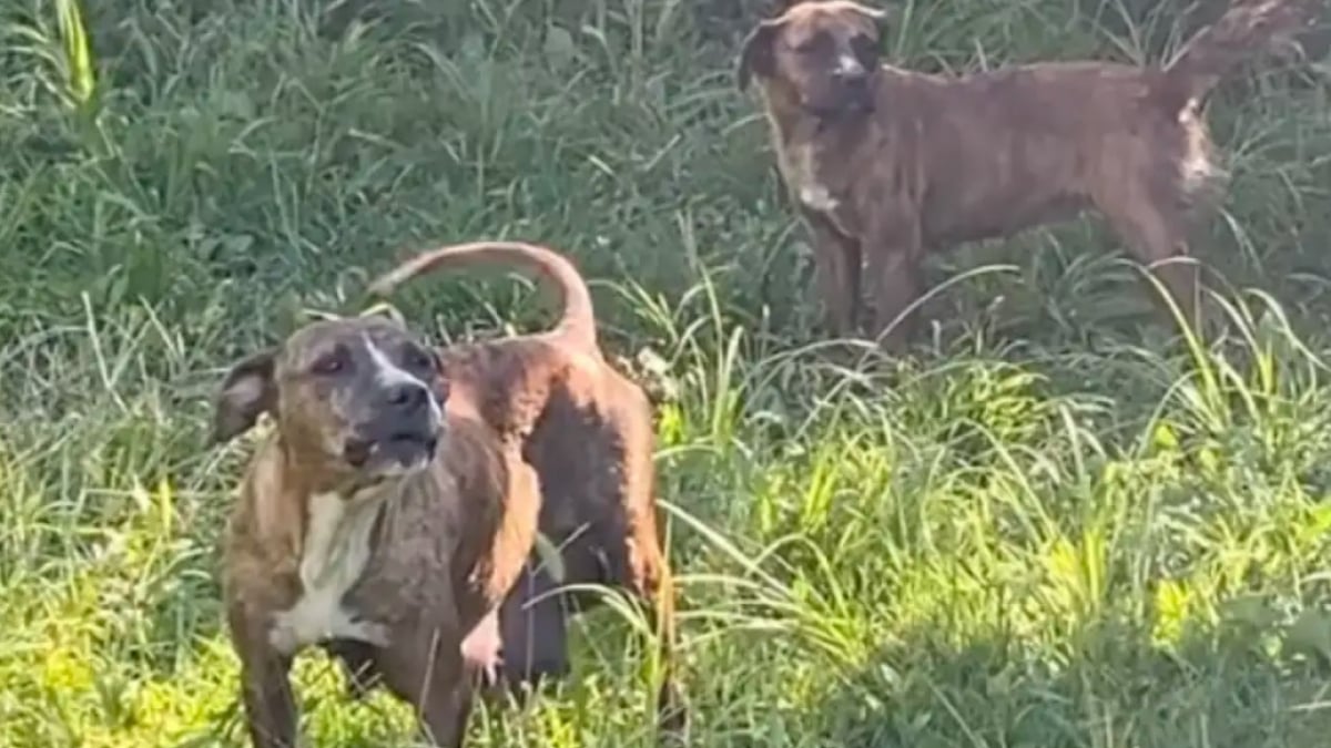 Illustration : "« Elle l’a câlinée pendant qu’elle allaitait ses bébés », une chienne aide sa meilleure amie à prendre soin de ses chiots"