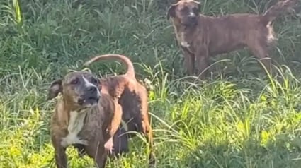 Illustration : « Elle l’a câlinée pendant qu’elle allaitait ses bébés », une chienne aide sa meilleure amie à prendre soin de ses chiots