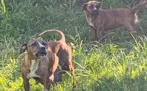 « Elle l’a câlinée pendant qu’elle allaitait ses bébés », une chienne aide sa meilleure amie à prendre soin de ses chiots