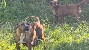 Illustration : « Elle l’a câlinée pendant qu’elle allaitait ses bébés », une chienne aide sa meilleure amie à prendre soin de ses chiots