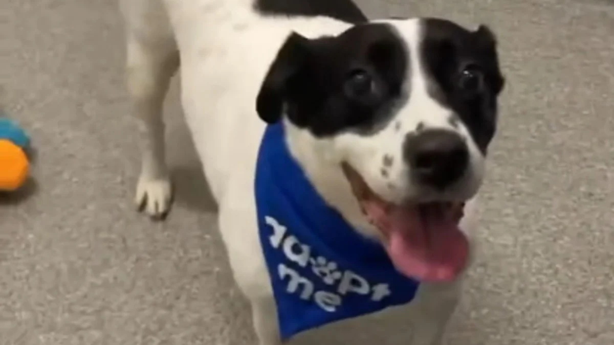 Illustration : "Jugée trop protectrice et ayant connu une adoption ratée, cette chienne attend toujours une famille aimante depuis plus de 2 ans (vidéo)"