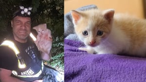 Illustration : Guidés en pleine nuit par des miaulements dans les bois, des sauveteurs changent le destin d'un chaton épuisé et transi de froid