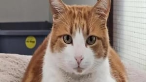 Illustration : &laquo; Le plus gros chat que j'aie vu en 15 ans de travail &raquo;, un f&eacute;lin ob&egrave;se compte sur ses sauveurs pour vivre une vie meilleure