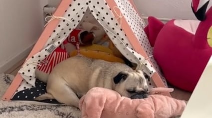 Illustration : L'arrivée d'un chiot transforme cette chienne Carlin séniore qui semblait avoir perdu sa joie de vivre (vidéo)