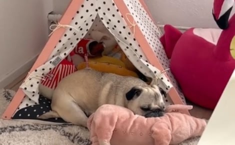 L'arrivée d'un chiot transforme cette chienne Carlin séniore qui semblait avoir perdu sa joie de vivre (vidéo)