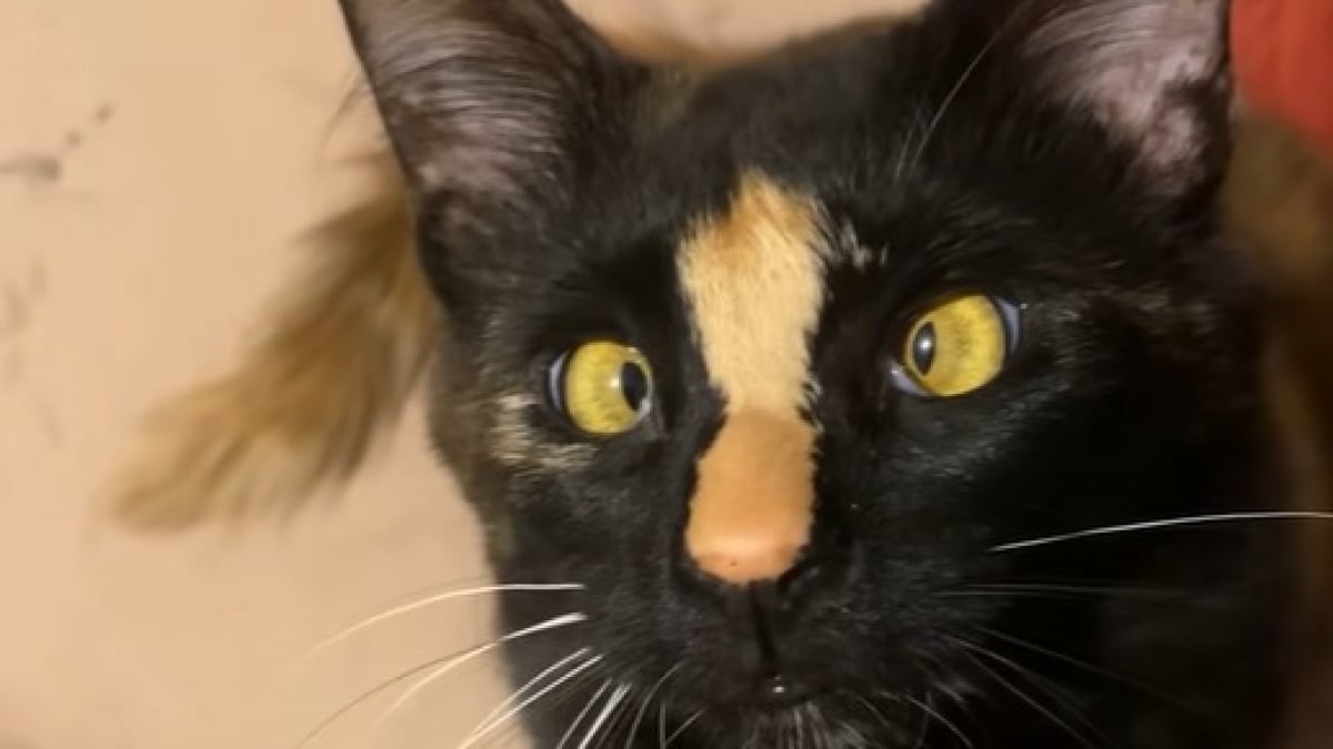 Illustration : "« Sait-il seulement à quel point il est exceptionnel ? », ce chat mâle écaille de tortue fait partie des félins les plus rares au monde (vidéo)"