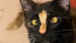 Illustration : « Sait-il seulement à quel point il est exceptionnel ? », ce chat mâle écaille de tortue fait partie des félins les plus rares au monde (vidéo)