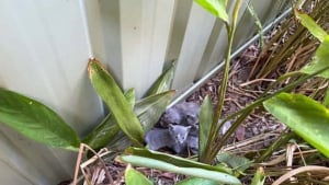 Illustration : Intrigu&eacute;e par des miaulements venant des buissons, une femme d&eacute;couvre 14 chatons et leur offre un nouveau d&eacute;part en famille d'accueil