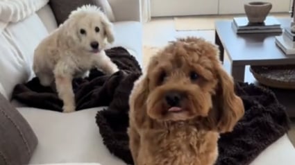 Illustration : Très attentionné envers son meilleur ami âgé et malentendant, ce chien trouve un moyen touchant de le prévenir de l'arrivée de leurs humains (vidéo)